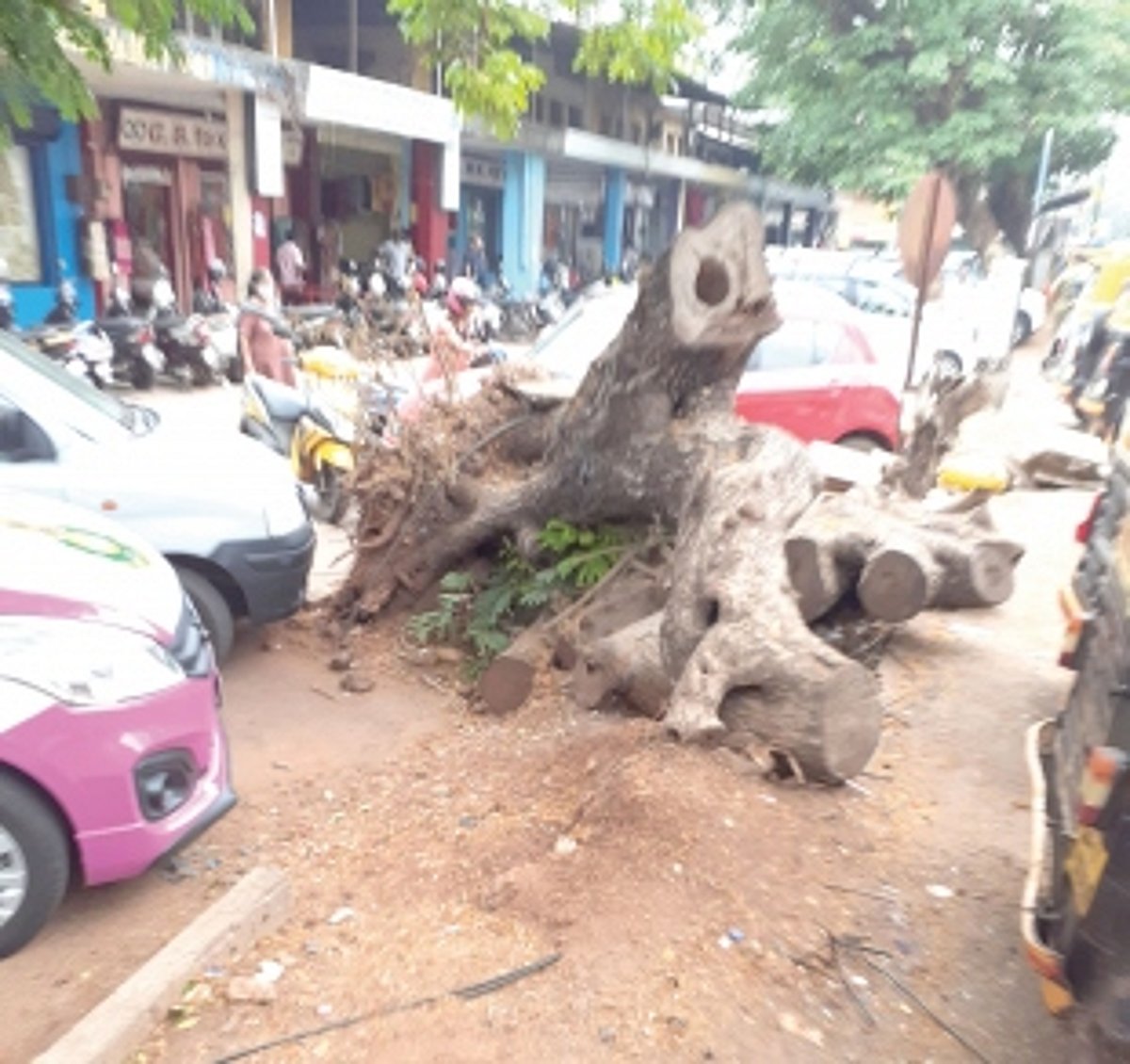 Clear uprooted tree trunk at Mapusa  market, restore parking area