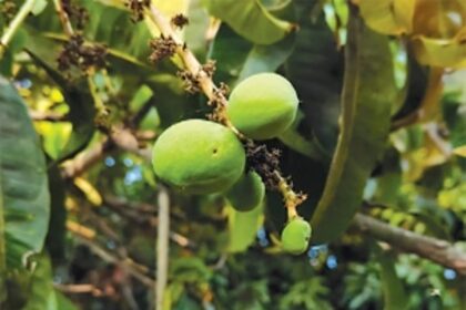 Climate change takes toll; yield of Goa’s beloved ‘Mancurad’ dips by 40% to 50%