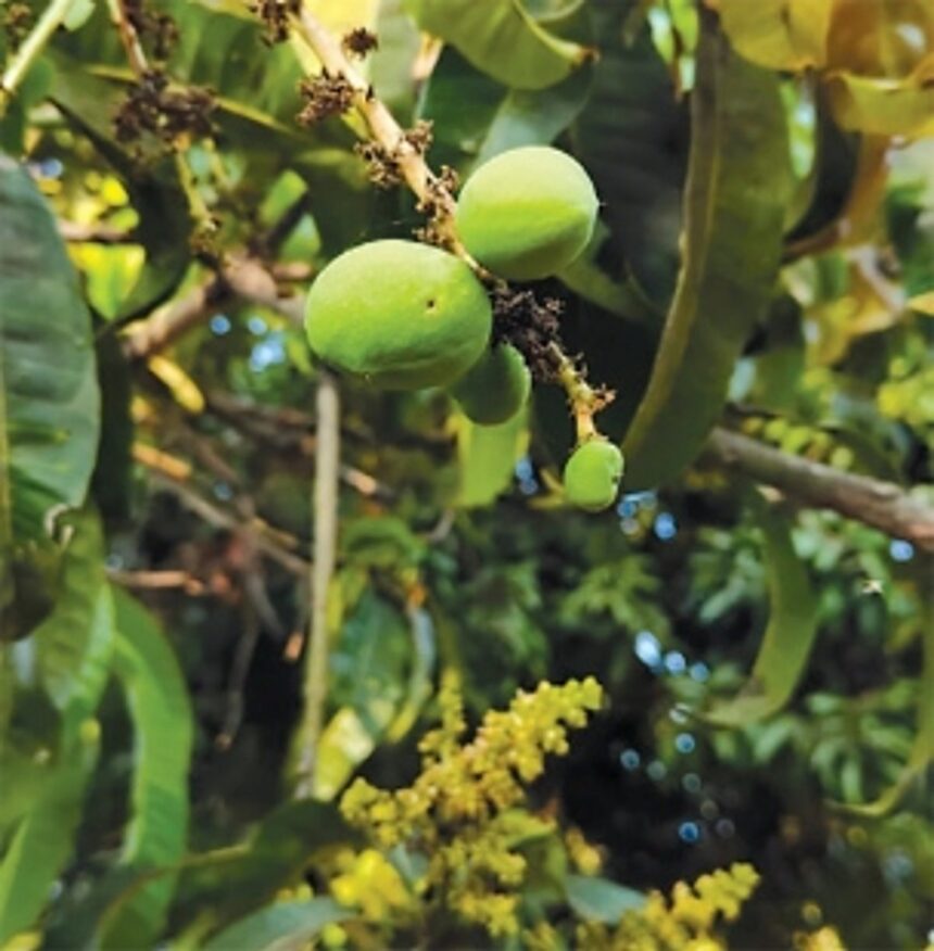 Climate change takes toll; yield of Goa’s beloved ‘Mancurad’ dips by 40% to 50%