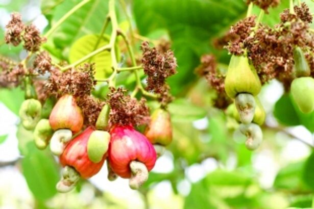 Climate variations, heatwave hit cashew yield in Salcete, farmers staring at huge losses