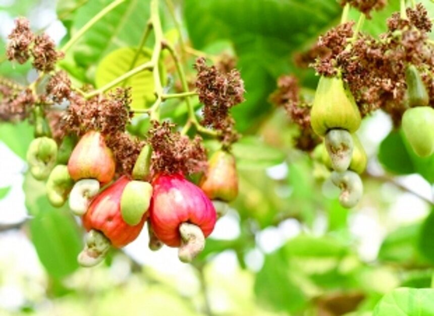 Climate variations, heatwave hit cashew yield in Salcete, farmers staring at huge losses