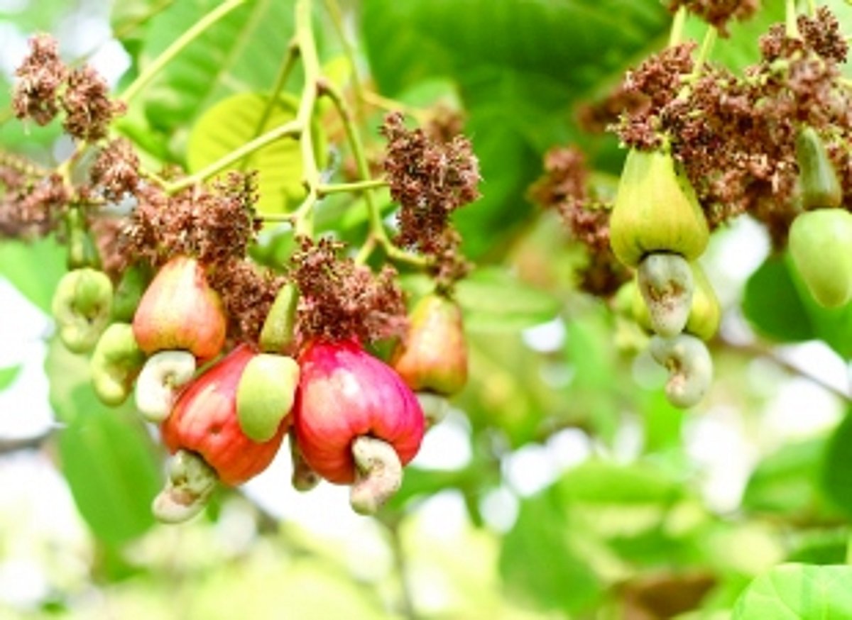 Climate variations, heatwave hit cashew yield in Salcete, farmers staring at huge losses