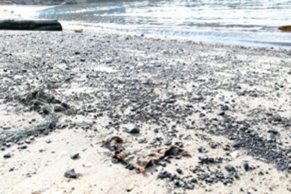 Coal particles invade Khariwado beach