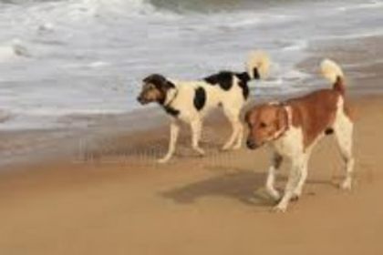Coastal Belt Sterilisation Camp 2025 Launched in South Goa to Tackle Stray Dog Issue