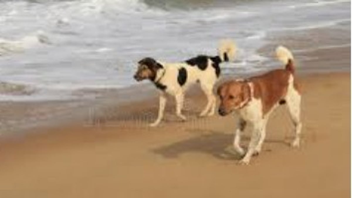 Coastal Belt Sterilisation Camp 2025 Launched in South Goa to Tackle Stray Dog Issue