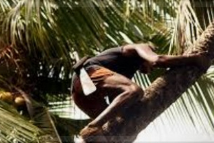 Coconut Plucker Dies in Tragic Accident After Rope Gets Caught in Passing Truck