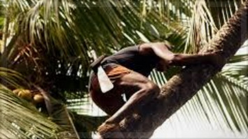 Coconut Plucker Dies in Tragic Accident After Rope Gets Caught in Passing Truck 1 Coconut Plucker Dies in Tragic Accident After Rope Gets Caught in Passing Truck