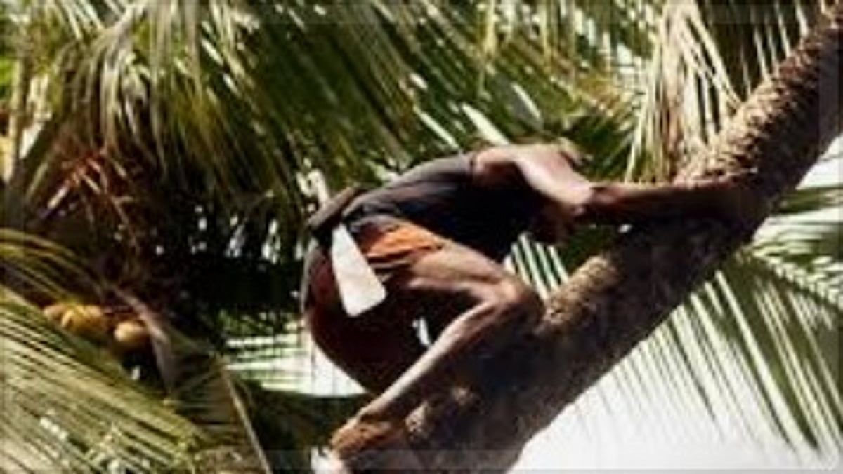 Coconut Plucker Dies in Tragic Accident After Rope Gets Caught in Passing Truck