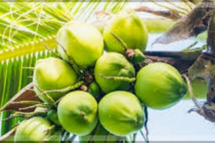 Coconut Price Surge Leaves Farmers and Consumers Struggling Amid Low Yields