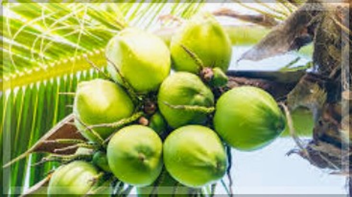 Coconut Price Surge Leaves Farmers and Consumers Struggling Amid Low Yields