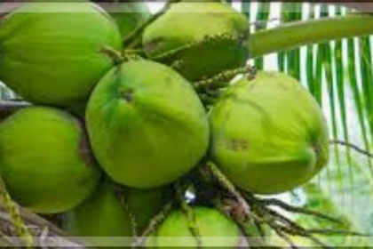 Coconut Prices Soar to Rs 50, Straining Ordinary Consumers in Goa