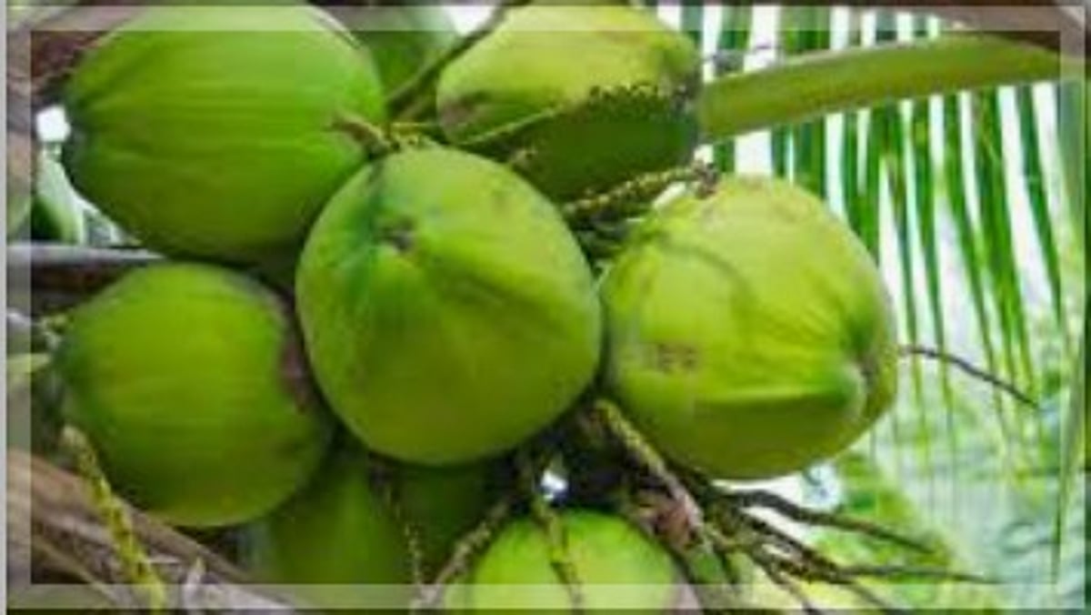 Coconut Prices Soar to Rs 50, Straining Ordinary Consumers in Goa