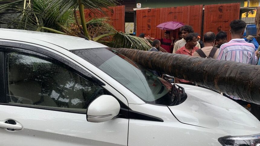 Coconut Tree Falls on Car in Indra Nagar, Chimbel; Vehicle Damaged, No Serious Injuries 1 Coconut Tree Falls on Car in Indra Nagar, Chimbel; Vehicle Damaged, No Serious Injuries