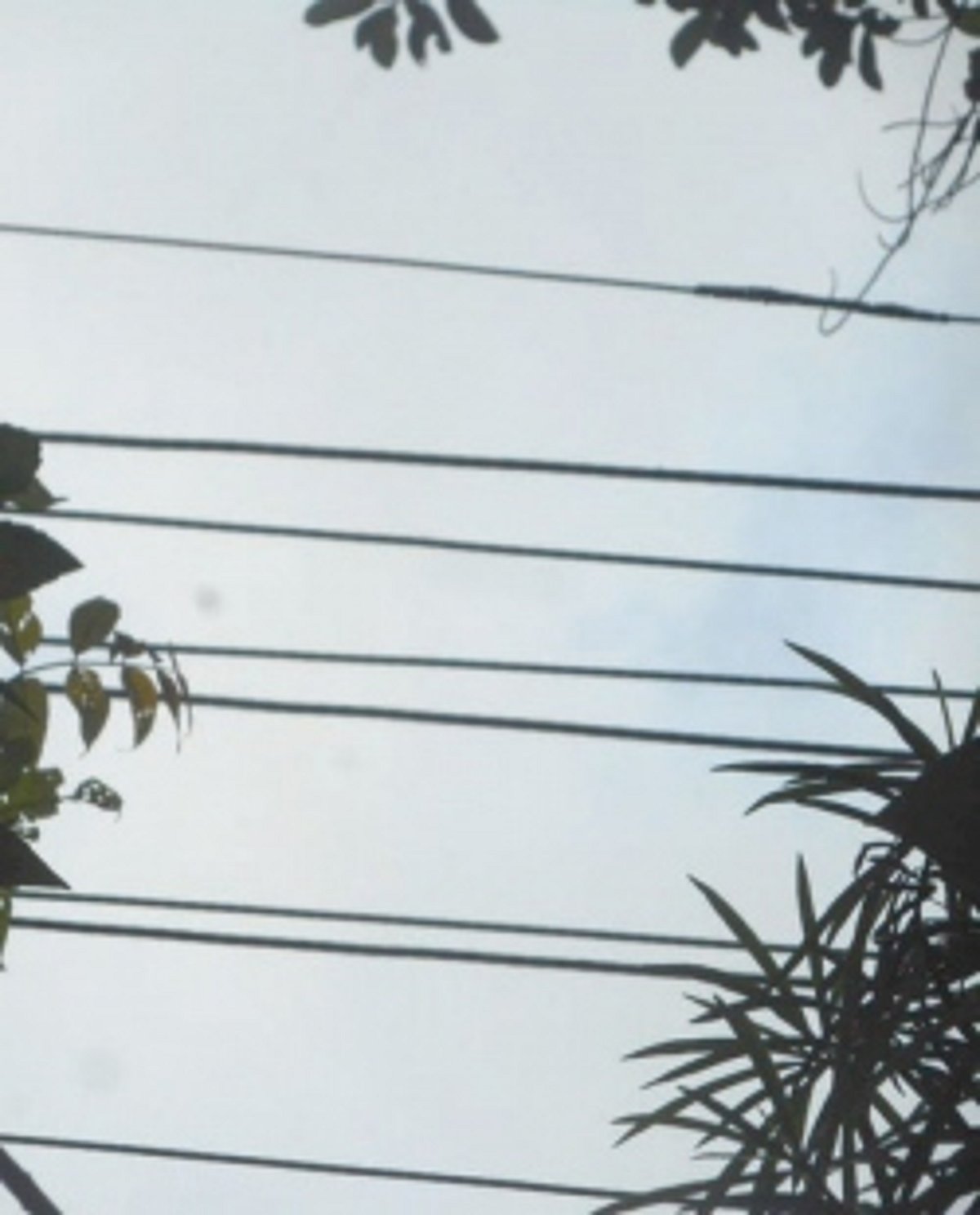 Coconut palm over electrical wires removed