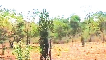 Codar Farm Turns Rocky Terrain into Model Orchard with 126 Mango Varieties