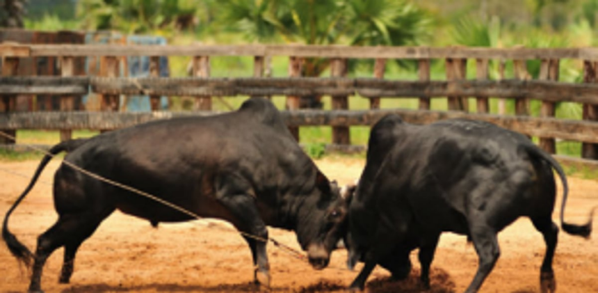 Collector urged to stop   bullfights