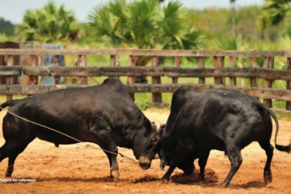 Colva Police Register FIR in Guirdolim Man’s Death, Two Arrested for Animal Cruelty