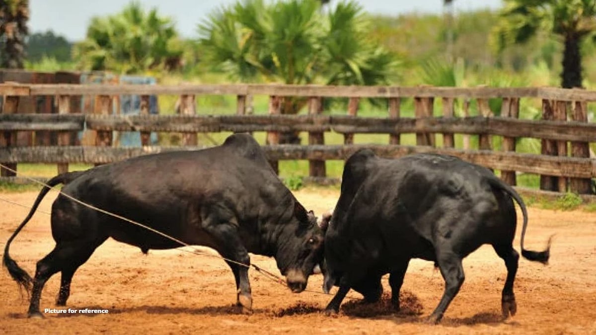 Colva Police Register FIR in Guirdolim Man’s Death, Two Arrested for Animal Cruelty