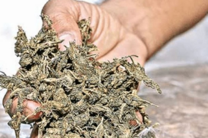 Colva police book Odisha youth with ganja