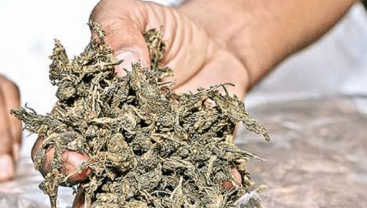 Colva police book Odisha youth with ganja