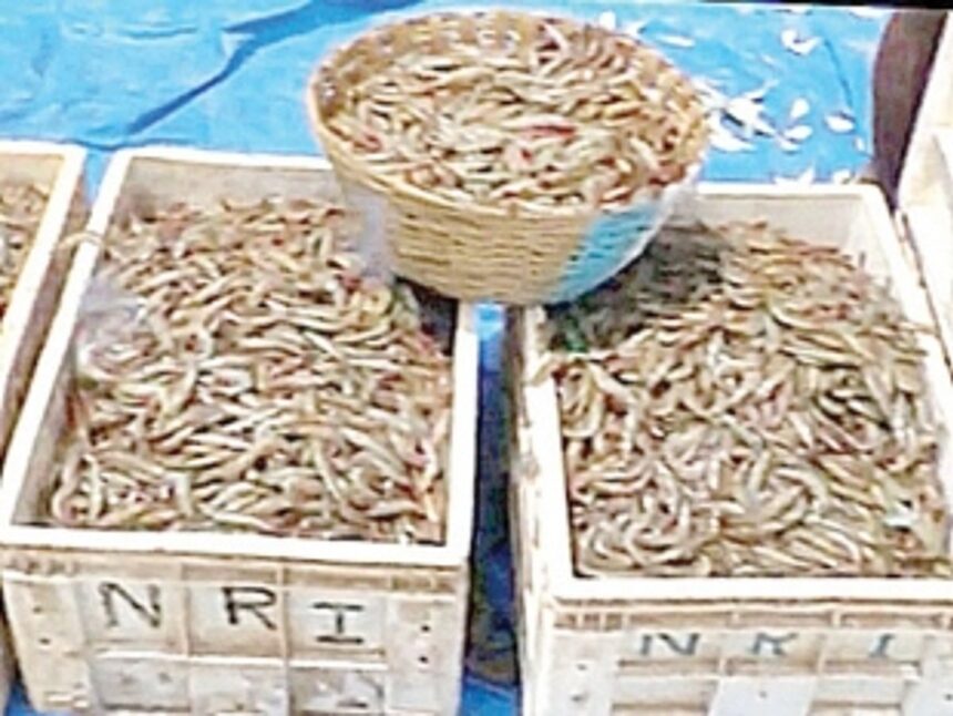 Colva ramponkars net bumper catch of solar shrimps