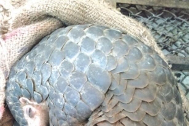 Combatting India’s Illegal Wildlife Trade