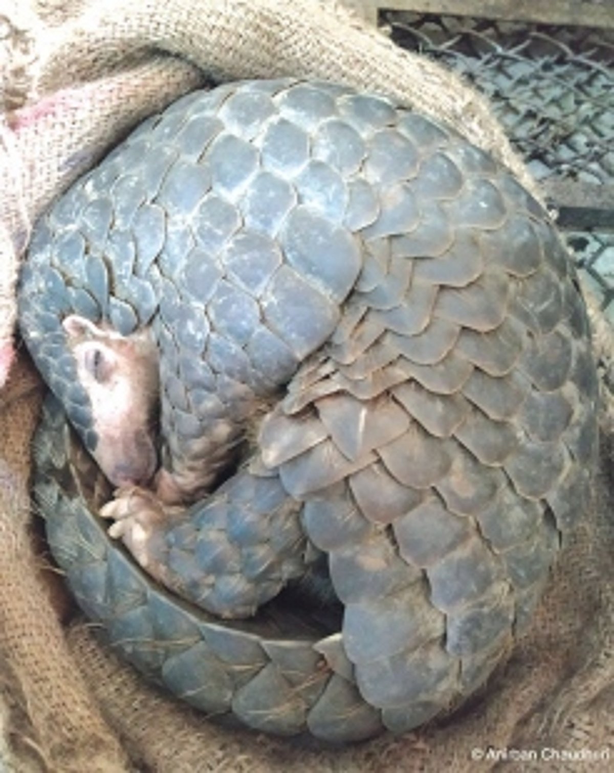 Combatting India’s Illegal Wildlife Trade