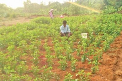 Comeback season for the farmer