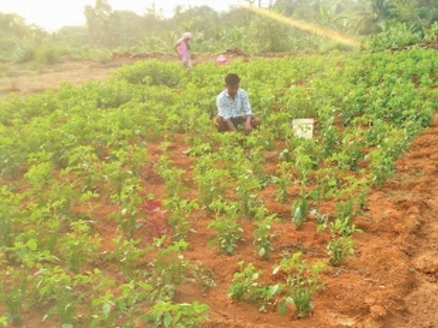 Comeback season for the farmer