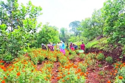 Community farming: harvesting hope