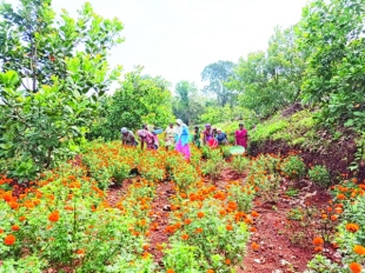 Community farming: harvesting hope