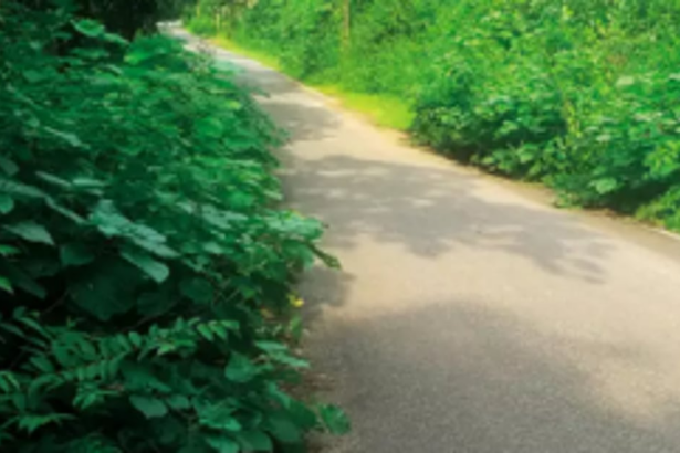 Commuters along Tilamol-Curchorem road  facing visibility problem due to bushes