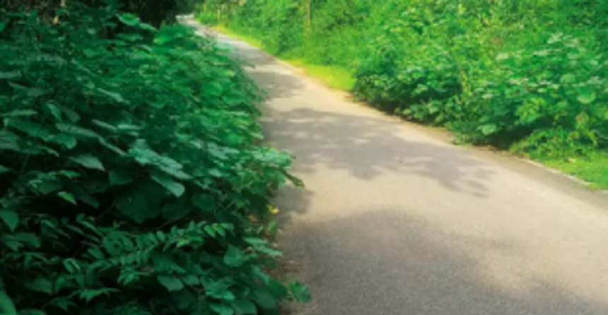 Commuters along Tilamol-Curchorem road facing visibility problem due to bushes