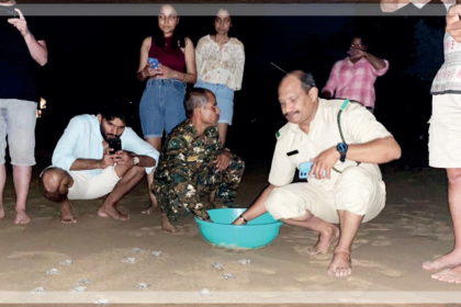 Concerns Raised Over Declining Success Rate of Olive Ridley Turtle Hatchling Releases