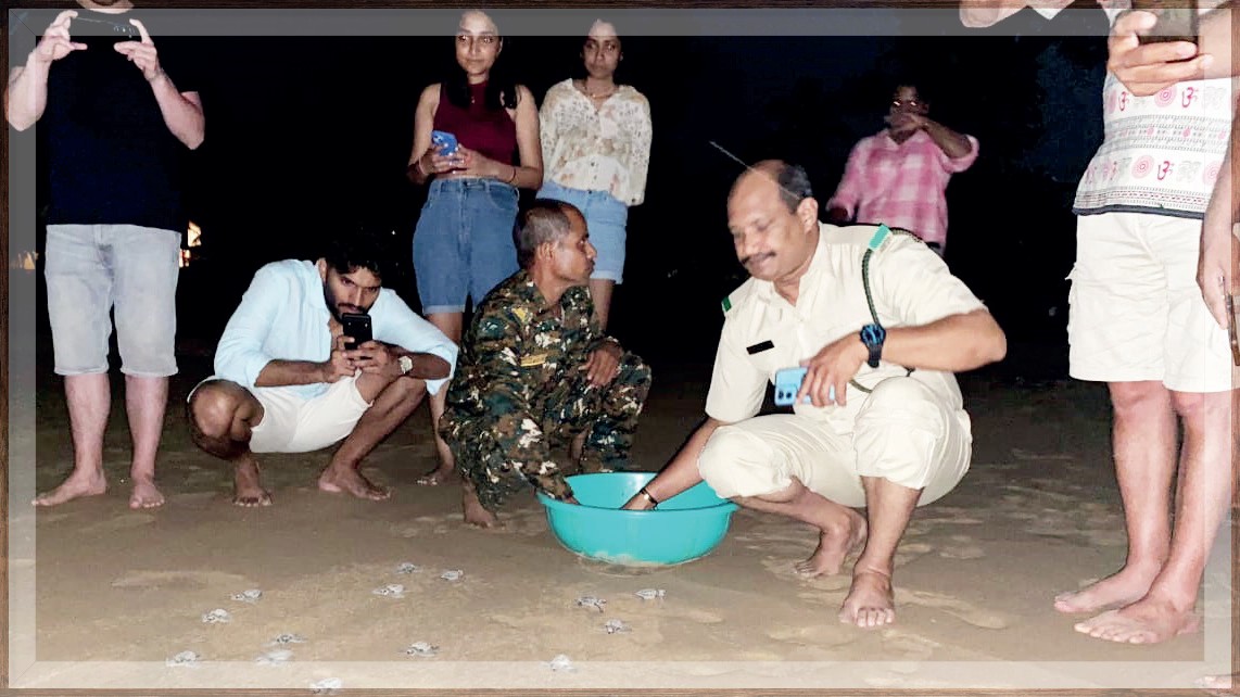 Concerns Raised Over Declining Success Rate of Olive Ridley Turtle Hatchling Releases