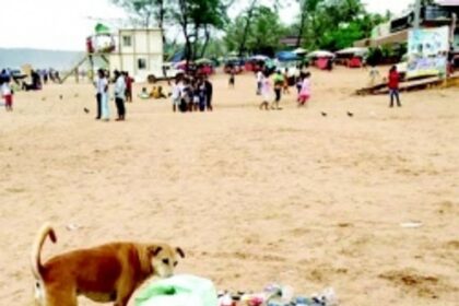 Concerns mount as stray dog menace grows at Calangute Beach; locals demand action