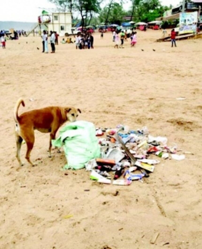 Concerns mount as stray dog menace grows at Calangute Beach; locals demand action