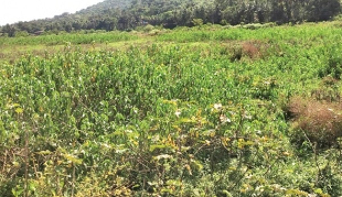 Concerns raised about polluted Ponda nullah