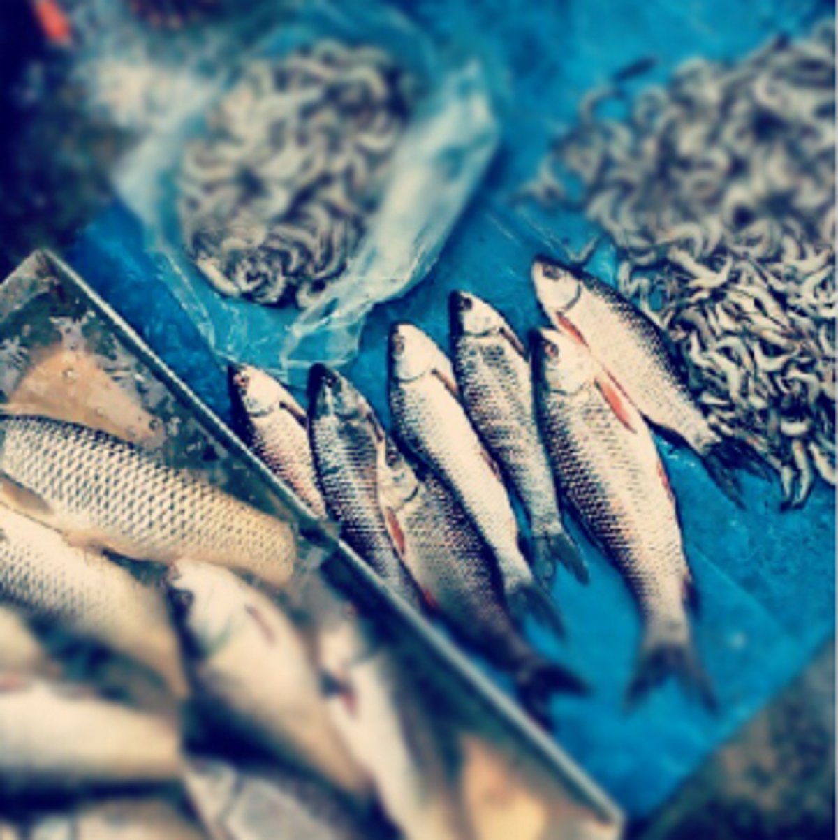 Cong alleges scam in Malim fishing jetty operations