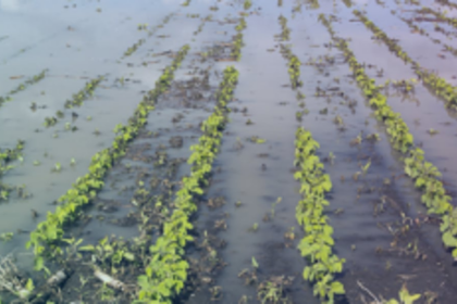 Continuous rains have damaged crops, complain Salcete farmers