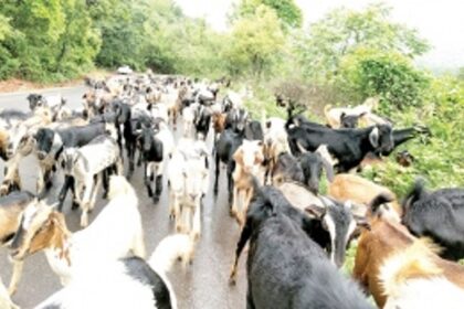 Contretisation forces goatherds from Mangaon in Sindhudurg to bring goats to graze at Mopa
