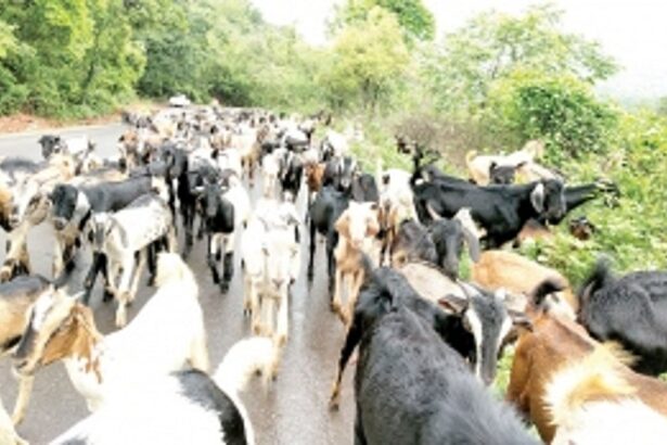 Contretisation forces goatherds from Mangaon in Sindhudurg to bring goats to graze at Mopa