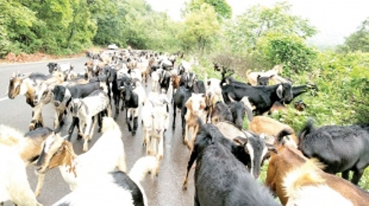 Contretisation forces goatherds from Mangaon in Sindhudurg to bring goats to graze at Mopa