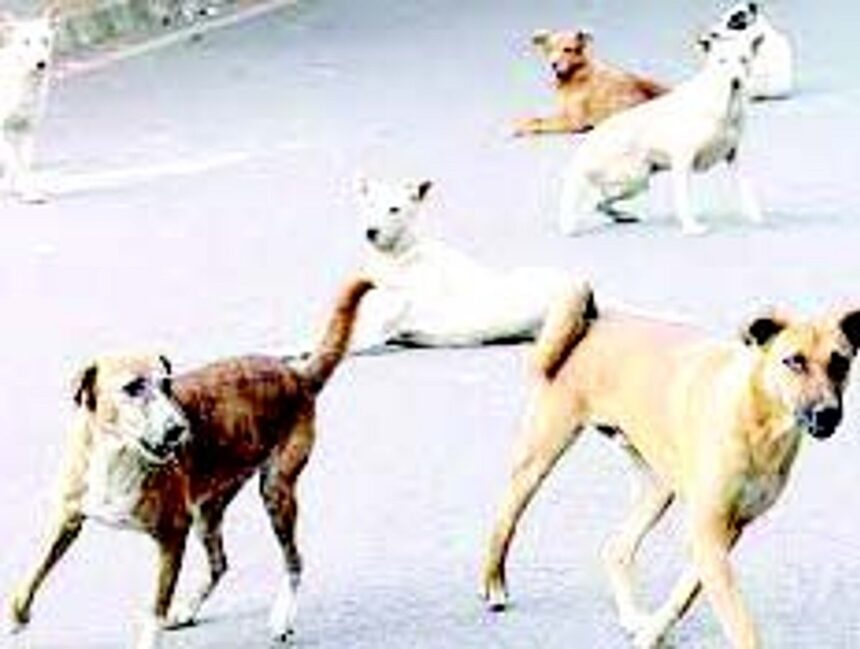 Control population of stray dogs