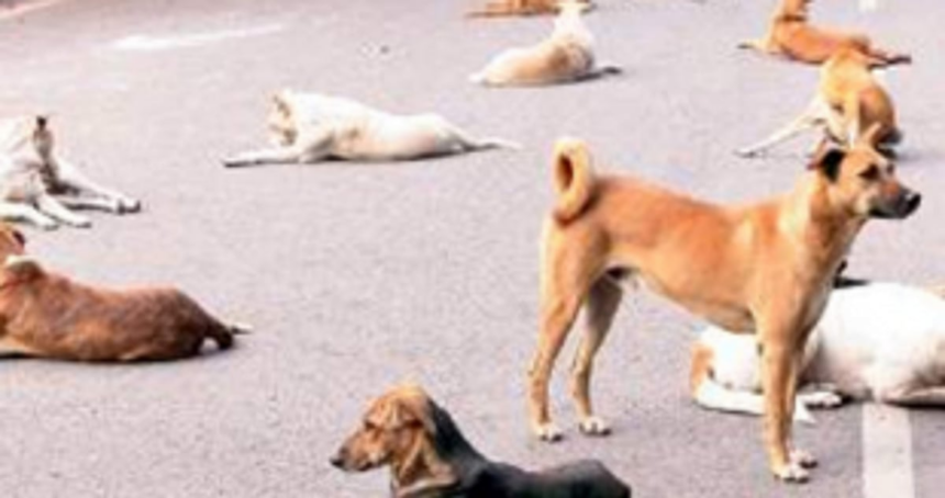 Control stray dog menace in city 1 Control stray dog menace in city