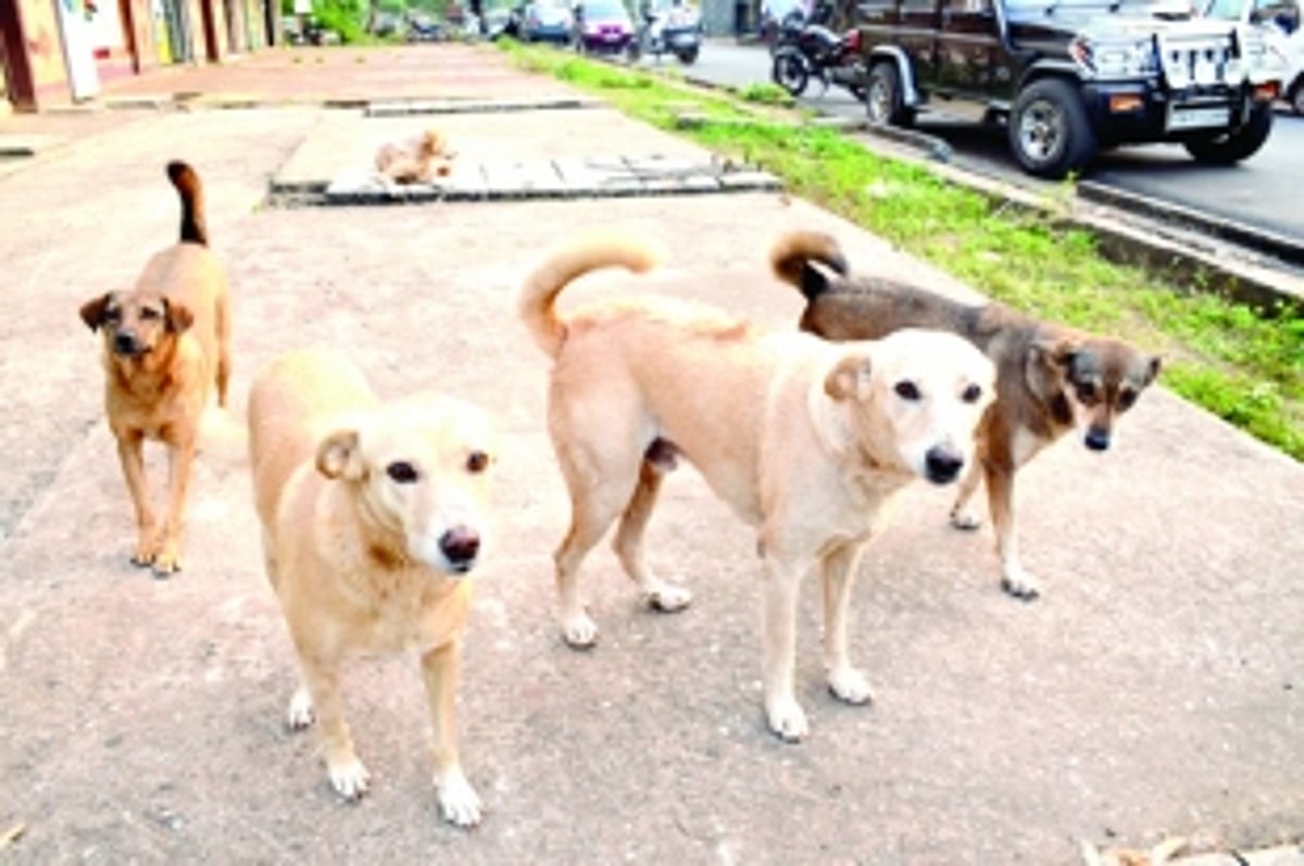 Control stray dog menace