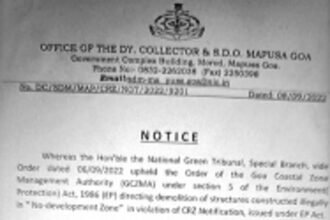 Controversial Curlies gets a green knockout punch