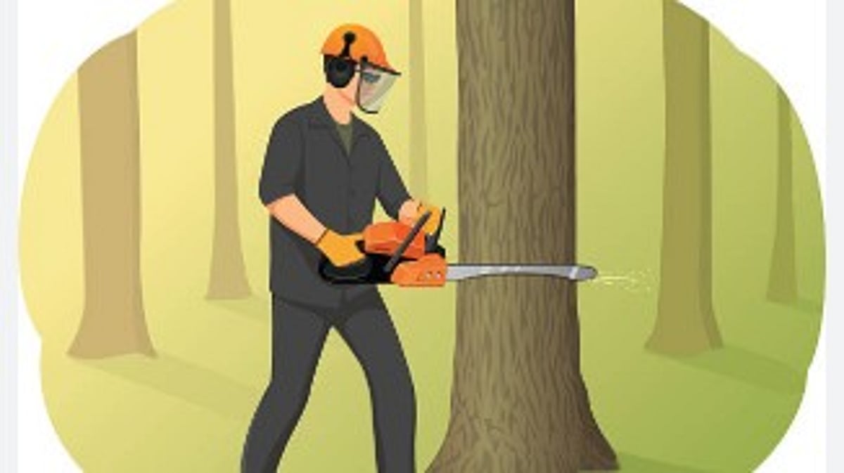 Controversy Erupts Over Alleged Illegal Tree Felling Near High Court of Goa