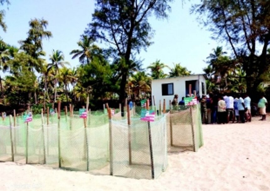 Controversy shrouds relocation of turtle conservation centre in Agonda 1 Controversy shrouds relocation of turtle conservation centre in Agonda