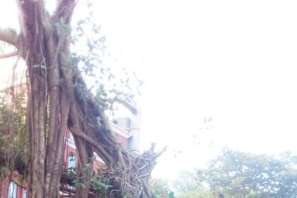 Controversy surrounds cutting
of banyan tree in Candolim